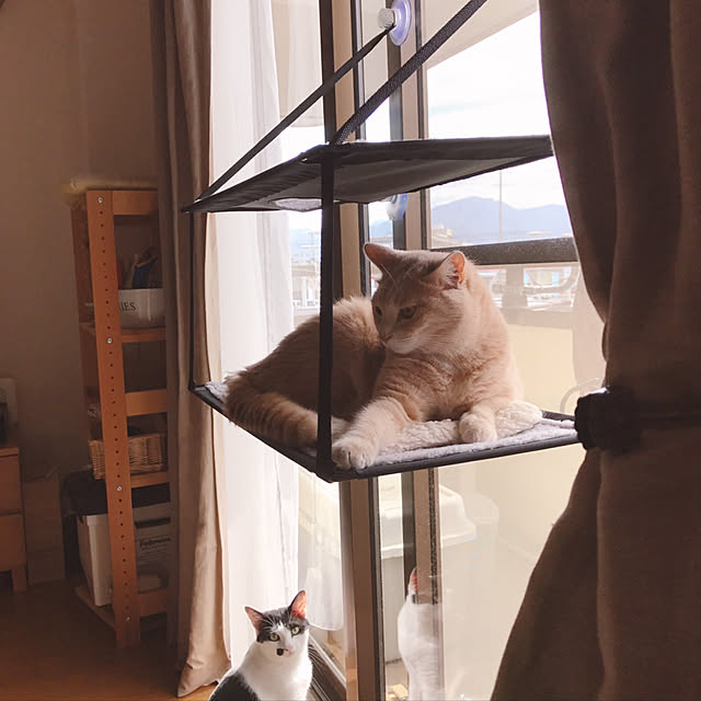 nicoさんの実例写真