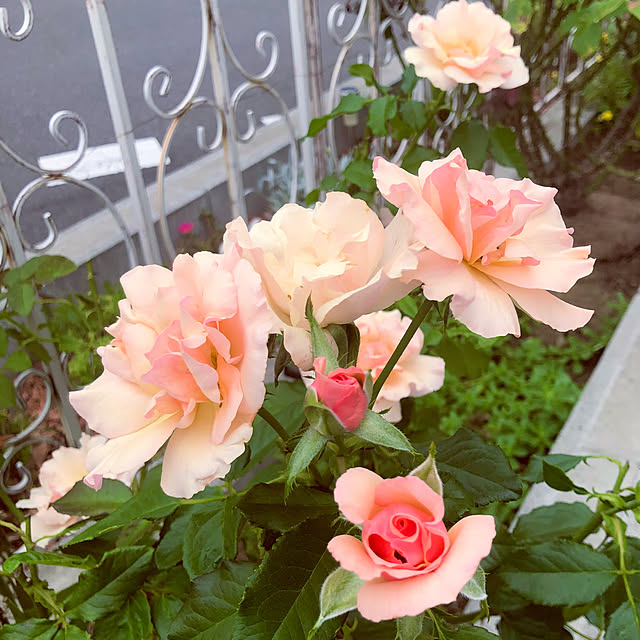 tomoさんの実例写真