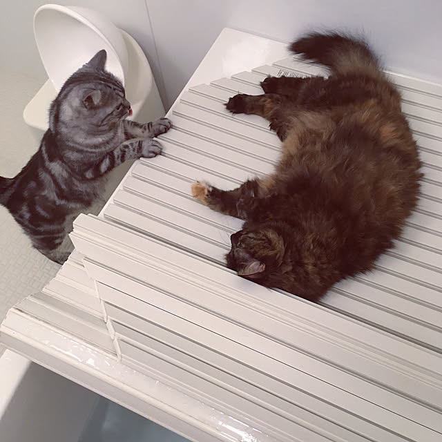 mikomaruさんの実例写真
