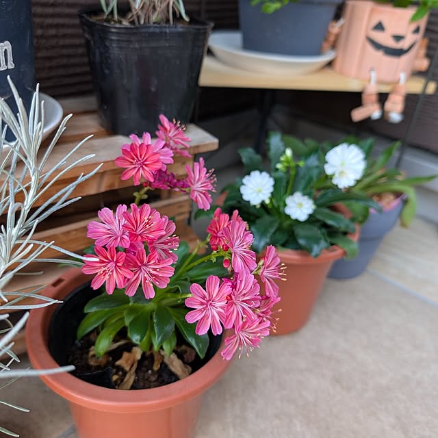 KOHAKUさんの部屋