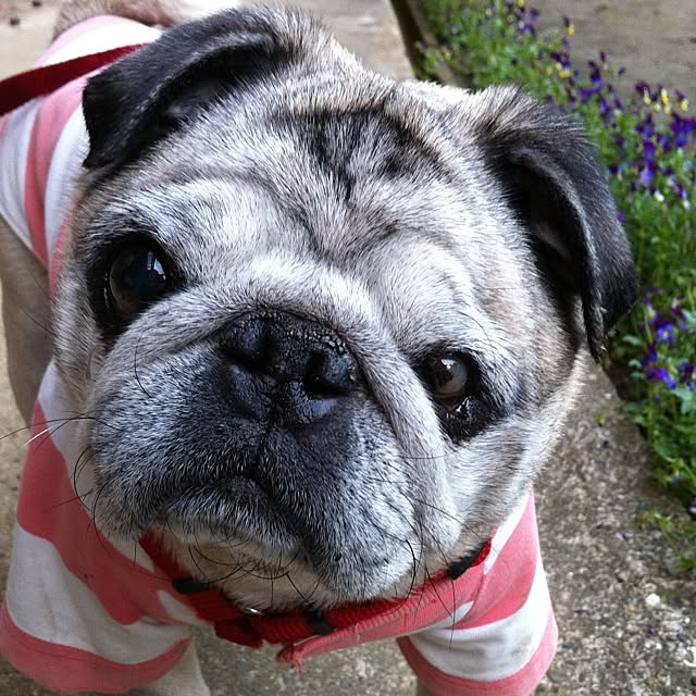 pug.fukuさんの実例写真