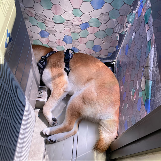 luckyさんの実例写真