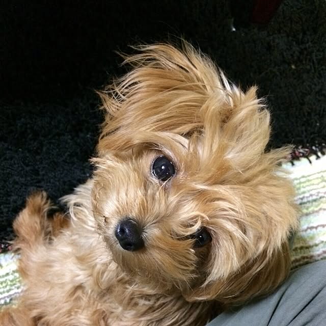 Reniさんの実例写真