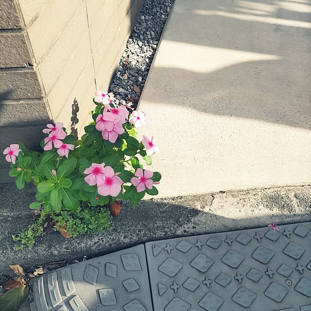 chokocreamさんの実例写真