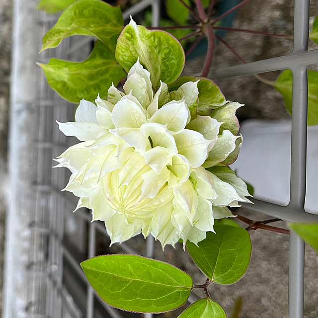 R.5.mamaさんの実例写真