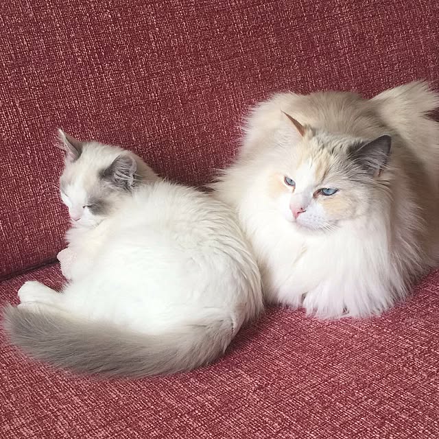 Yukieさんの実例写真