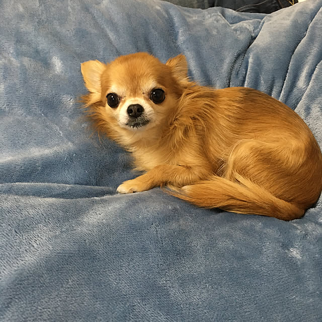 koroさんの実例写真