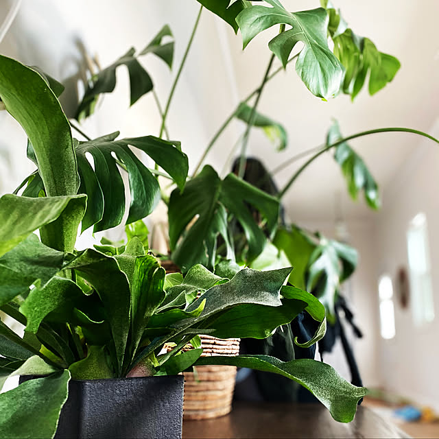 玄関の廊下/観葉植物/輸入住宅/ハワイアンハウス/平家...などのインテリア実例 - 2021-01-10 07:34:21