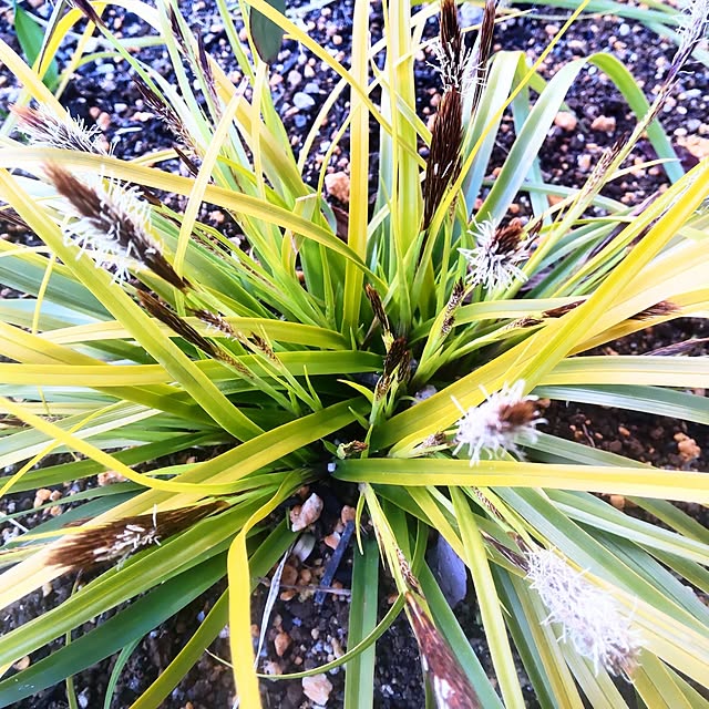 NSDさんの実例写真