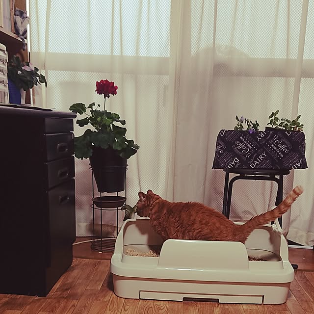 NOAHさんの部屋
