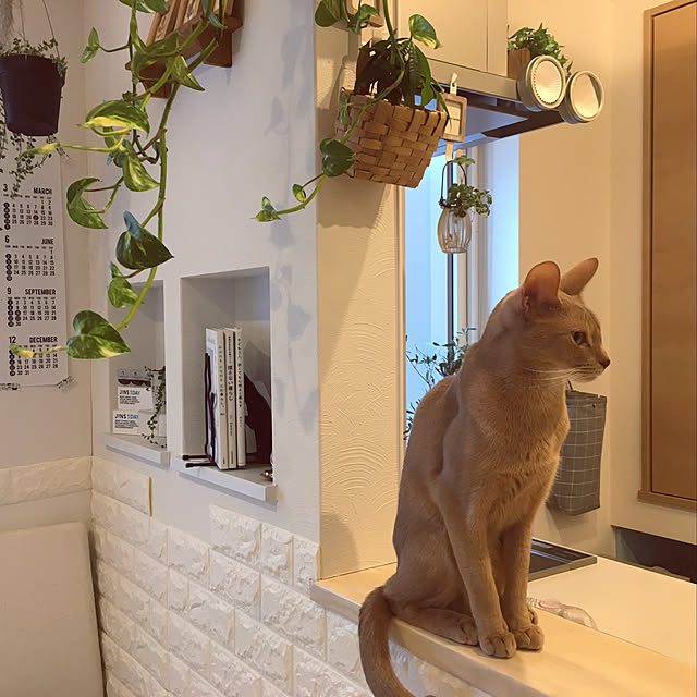 megu.catさんの実例写真
