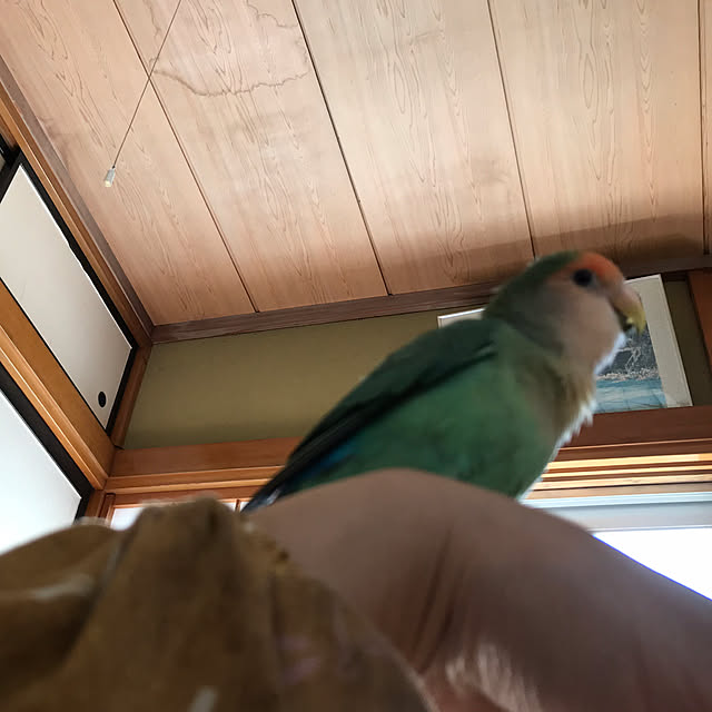 aoinokimiさんの部屋