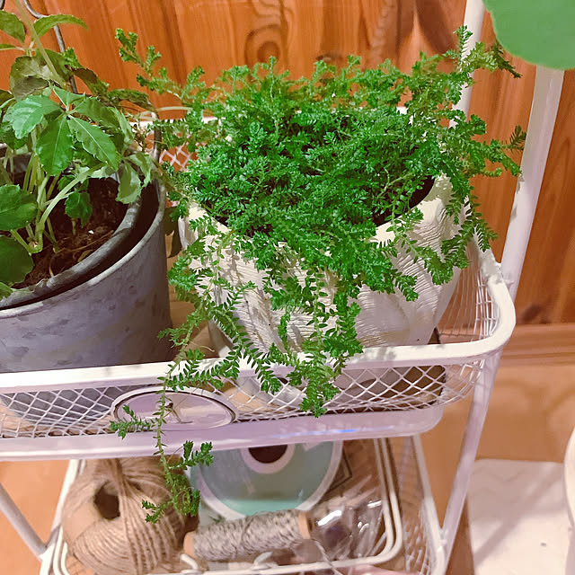 maymamさんの実例写真