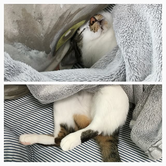 yuchiさんの実例写真