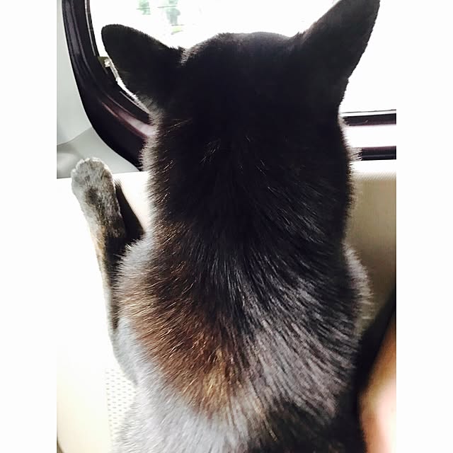 mogさんの実例写真