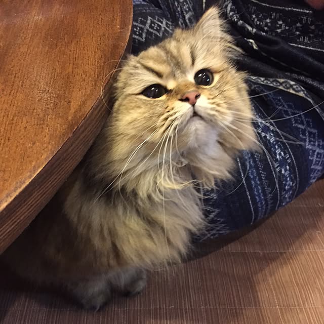 butachanさんの実例写真