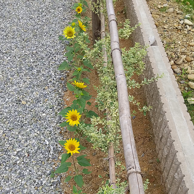nonhoiさんの実例写真