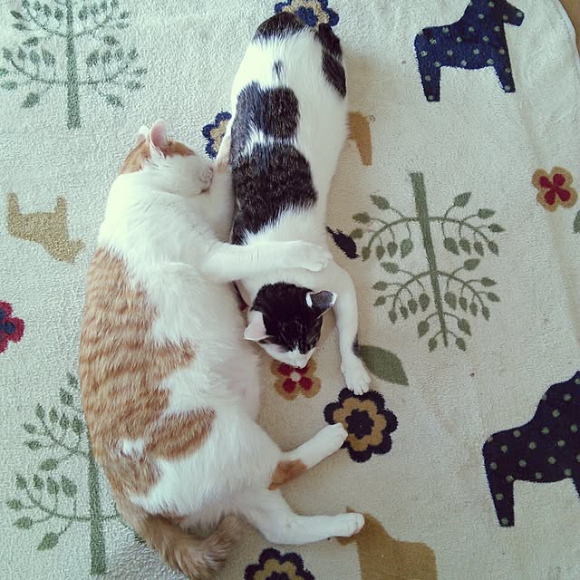 pouさんの実例写真