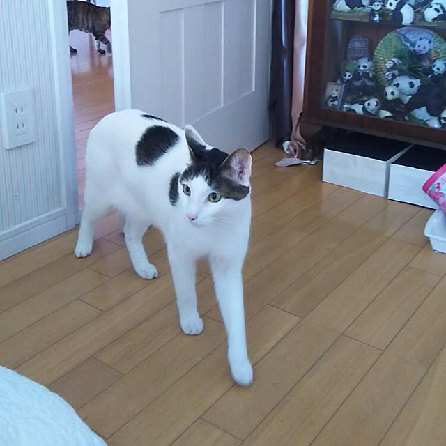 sakuraさんの実例写真