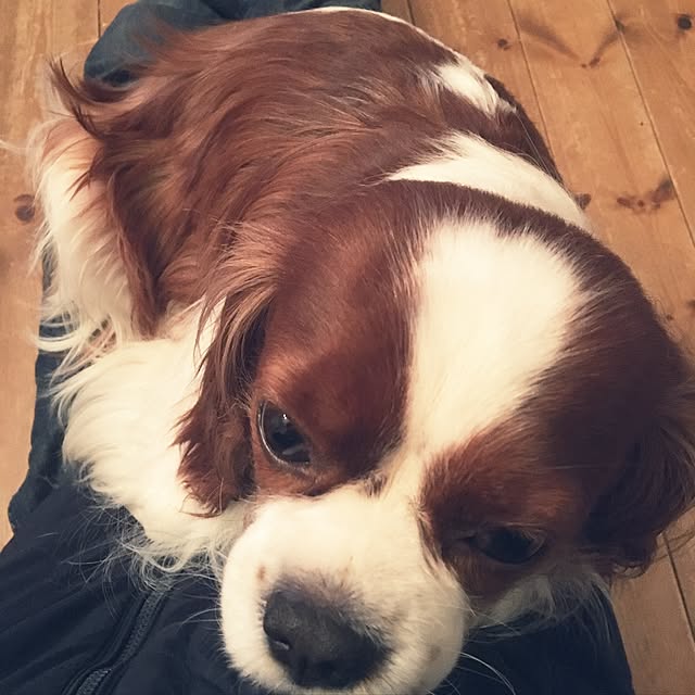 miyaさんの実例写真
