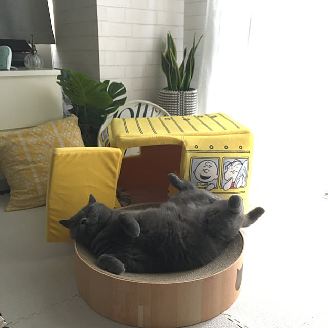 kittyさんの実例写真