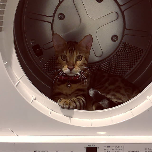 iranさんの実例写真