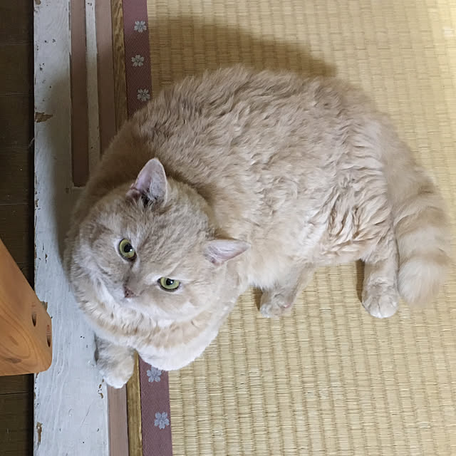 naokoさんの実例写真
