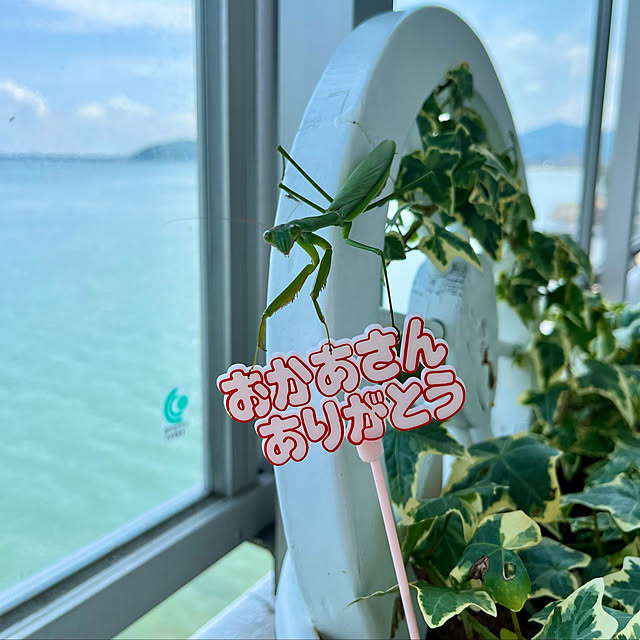 amさんの実例写真