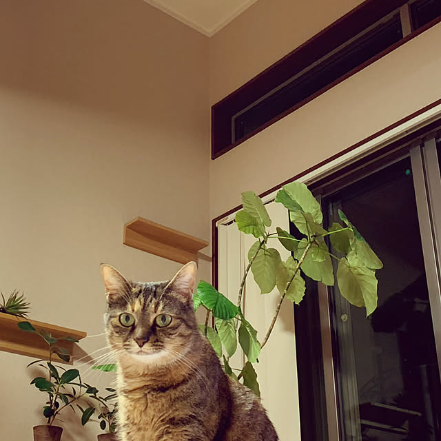 queさんの実例写真