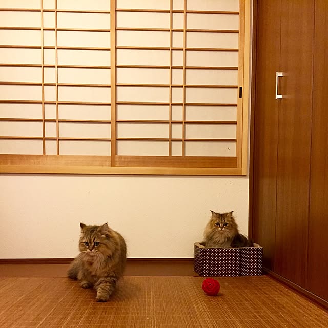 butachanさんの実例写真