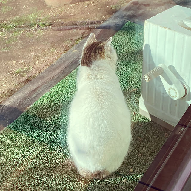 moainanoさんの実例写真