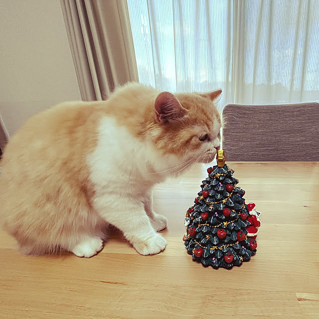 junさんの実例写真