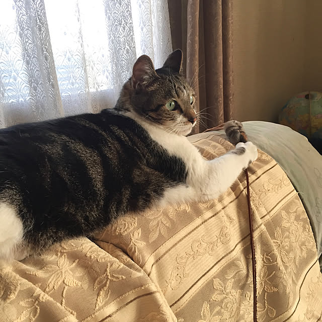 mariさんの実例写真