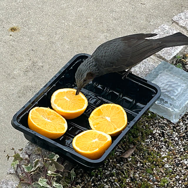 banbinaさんの部屋