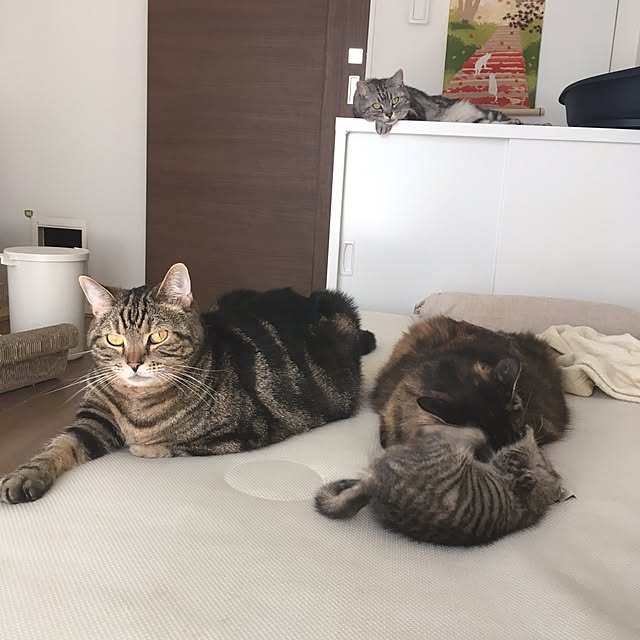 mikomaruさんの実例写真