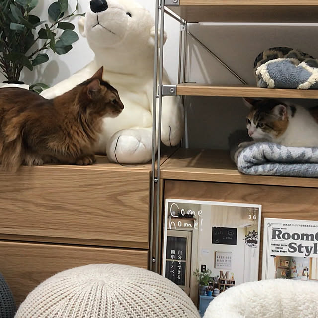無印良品/ニトリ/ハンプティーダンプティー/ソマリ/猫のいる生活...などのインテリア実例 - 2019-05-26 02:22:17