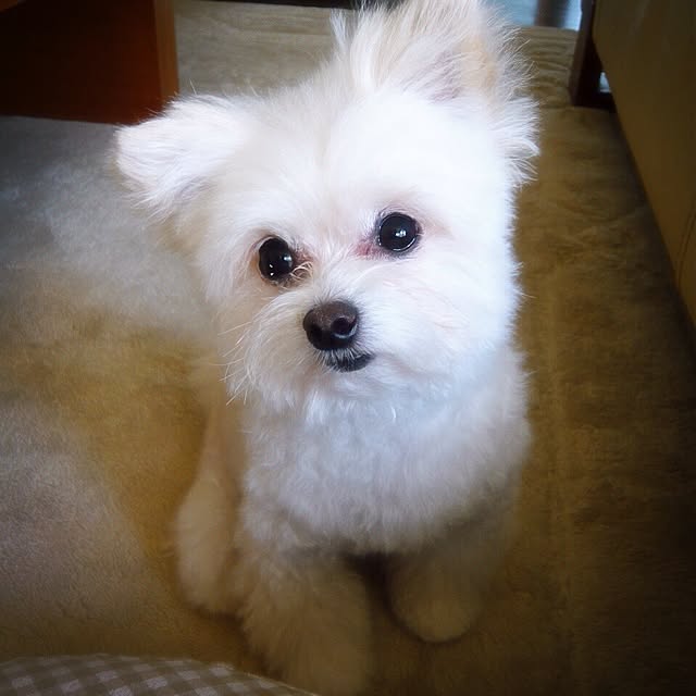 ksyanさんの実例写真