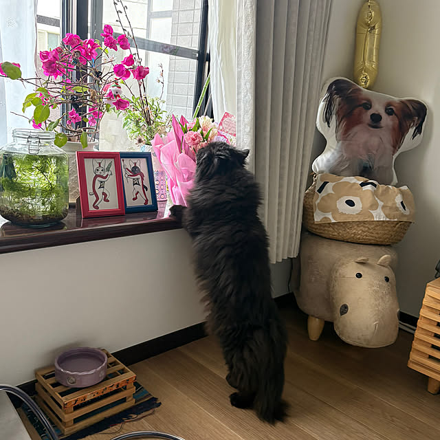 buddykoさんの実例写真