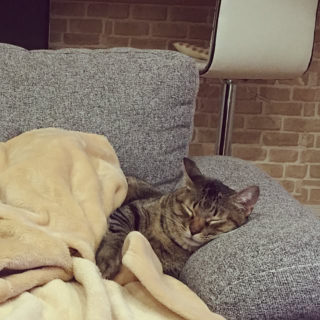 yufullfullさんの実例写真