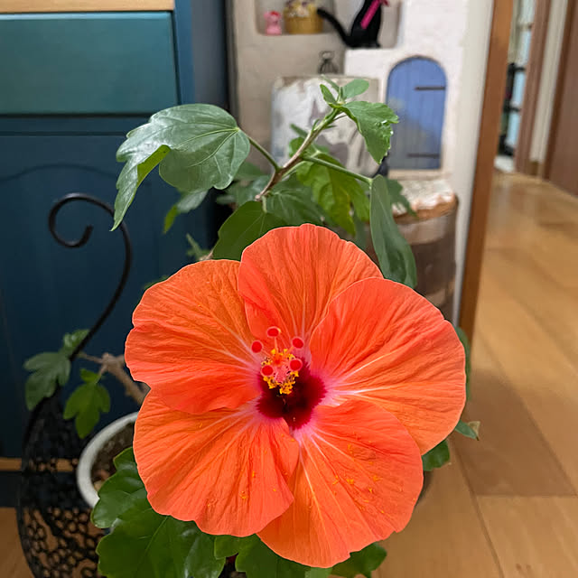 rurimama11さんの実例写真