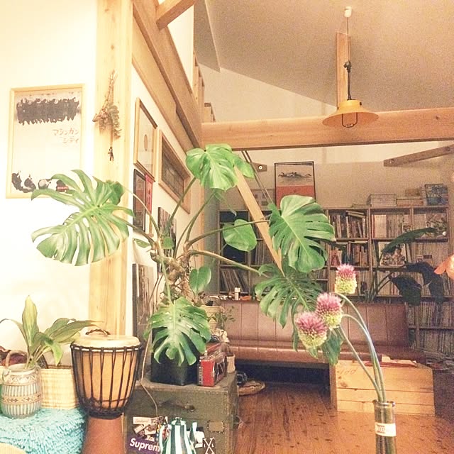 壁/天井/観葉植物/アンティークのインテリア実例 - 2016-05-11 19:46:57