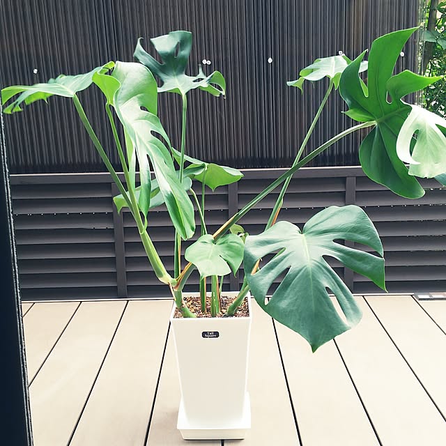 masaさんの実例写真