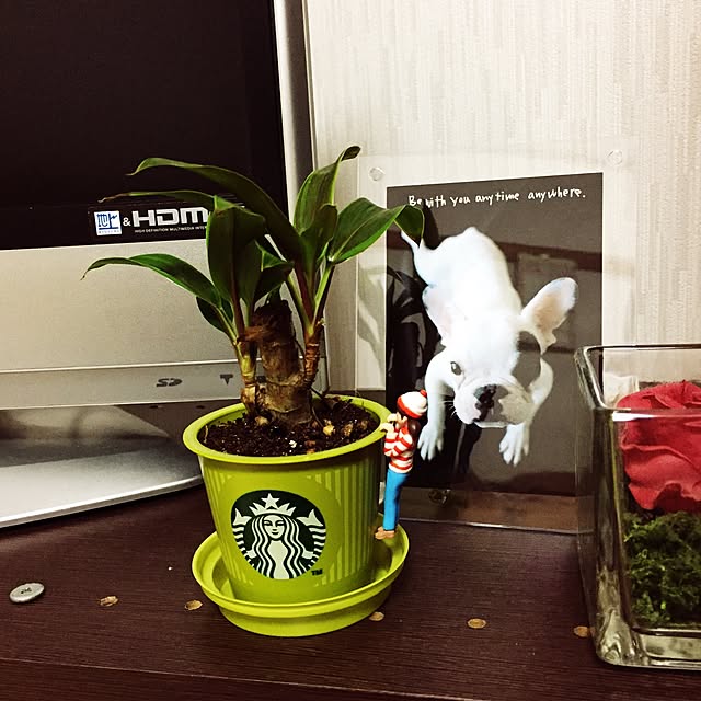 annpuchiさんの実例写真