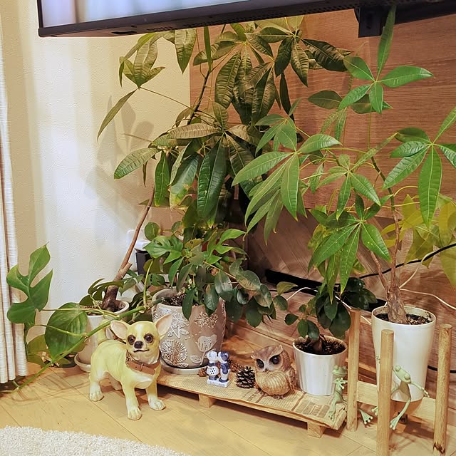 happy_kakakaさんの実例写真