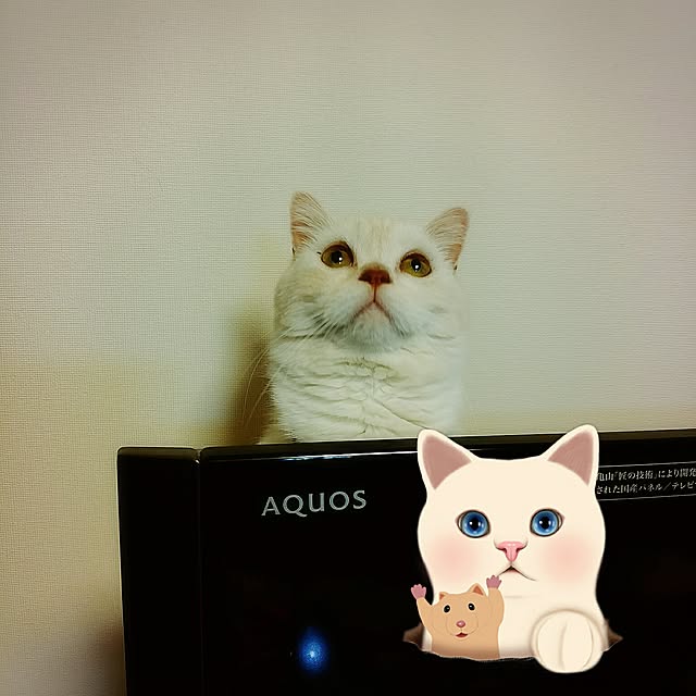 6catsさんの実例写真