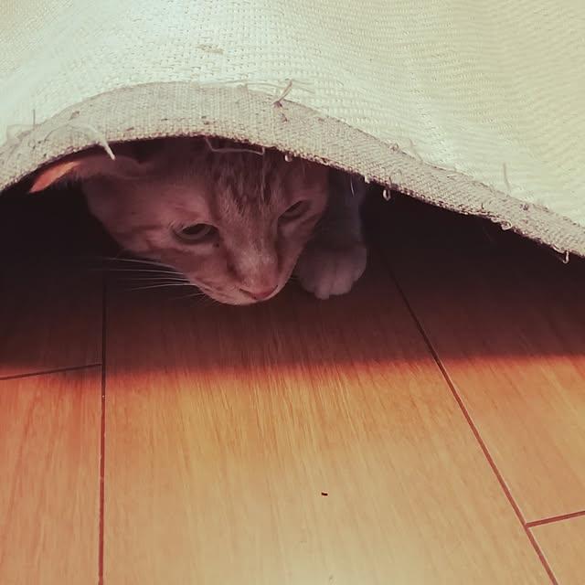 123さんの実例写真