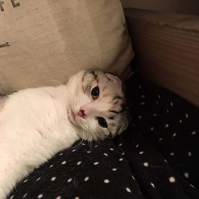 yokkochanさんの実例写真