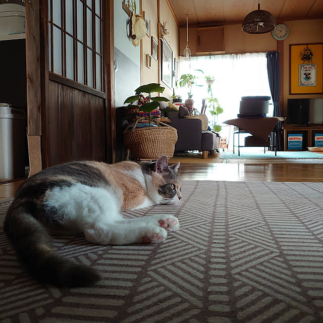 fukuさんの実例写真