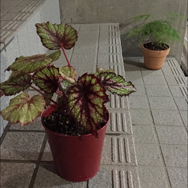 mizuna_kaikaiさんの実例写真