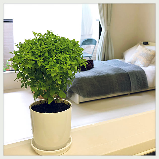 ベッド周り/観葉植物のインテリア実例 - 2018-06-25 13:09:20